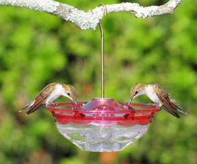 blossom feeder